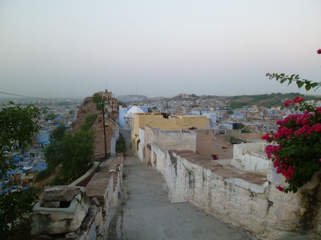 Album - Jodhpur, la Ville bleue