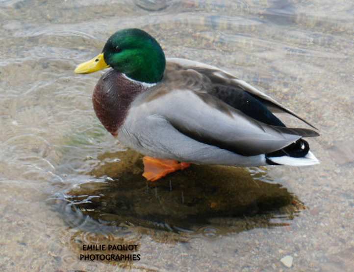 Photographies animalières...........