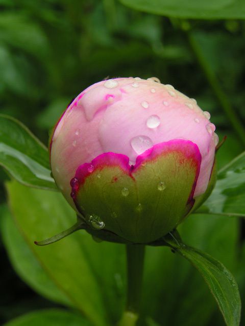 bouton de pivoine après la pluie