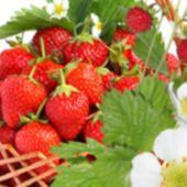 Peindre des fraises