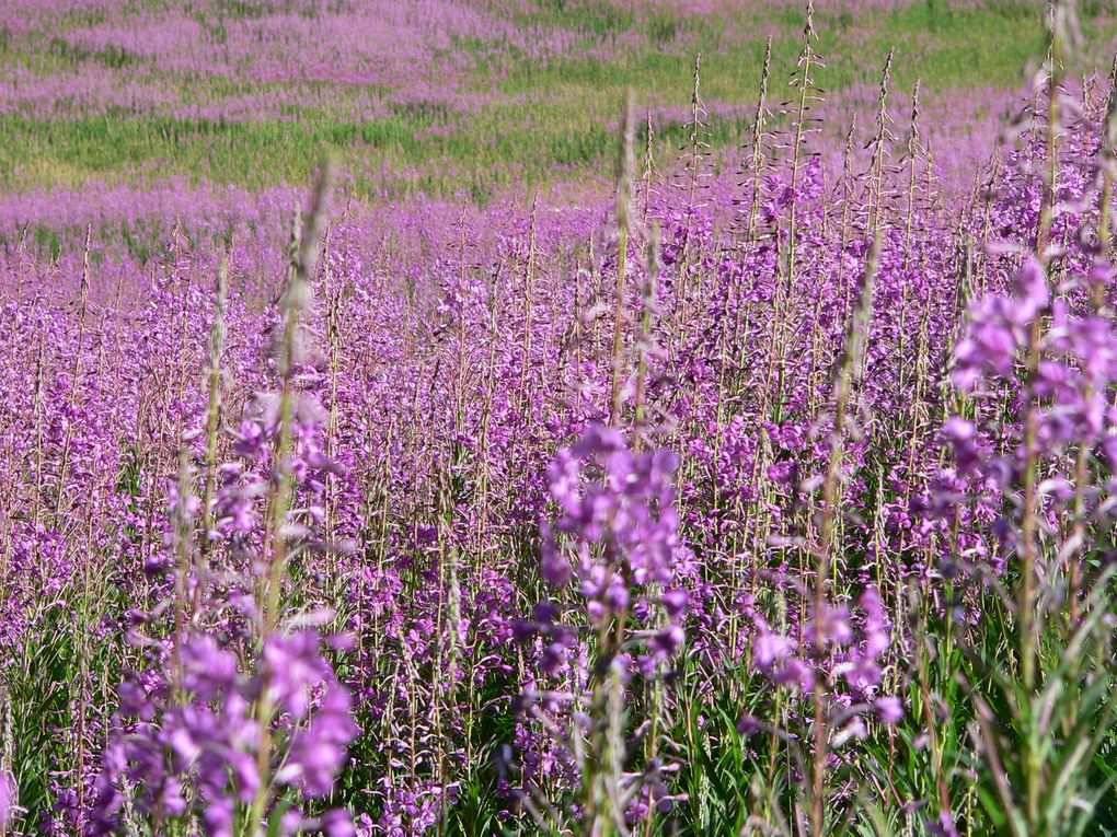 La flore du Mercantour