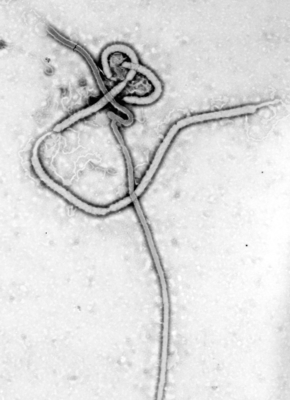 Infos pratiques sur le virus Ebola