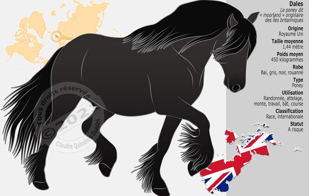 Le Dales, le poney dit « moorland » originaire des îles britanniques