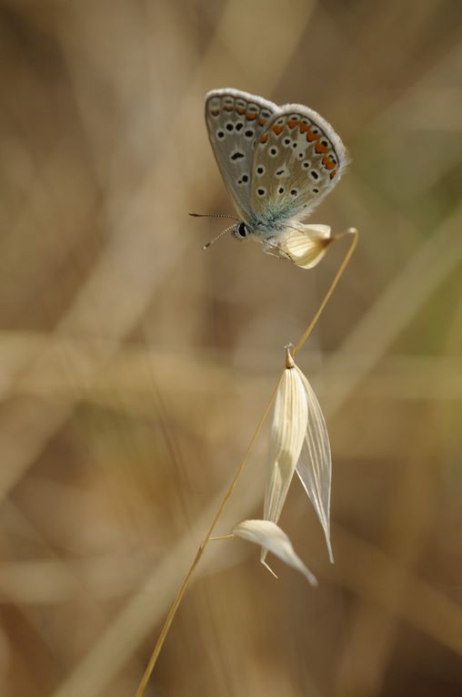 Album - Macro-Papillons