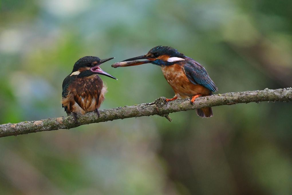 Nourrissage. L'essentiel du menu du martin pêcheur est composé de petits poissons, d’insectes et d’invertébrés, comme des petits crustacés, crevettes et écrevisses qu’il trouve dans l'eau.