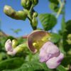 FLEURS DE HARICOTS