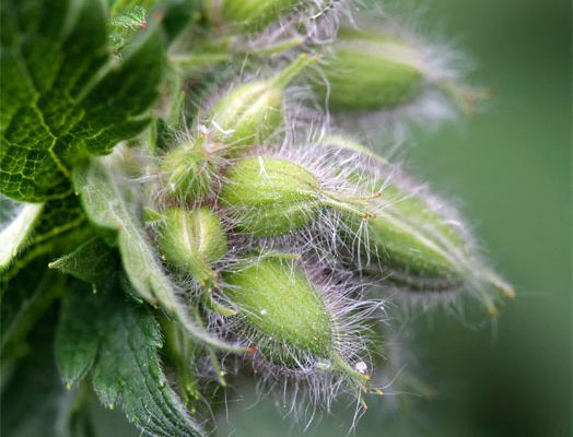 Geranium ibericum