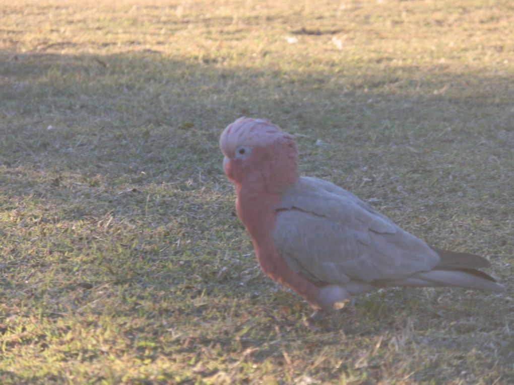 Album - Perth-Broome