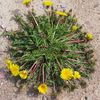 Jeux d'enfants avec les fleurs de nos prairies...