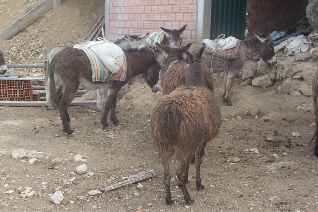 Album - BOLIVIE-copacabana-la-paz