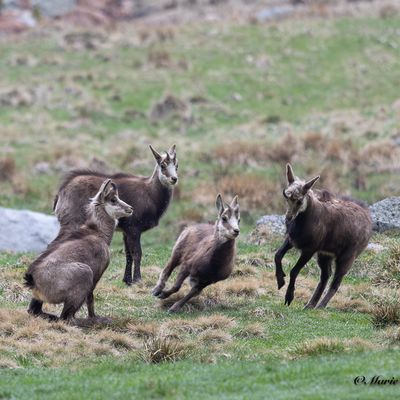 Avec le retour du printemps, les chamois sont là.