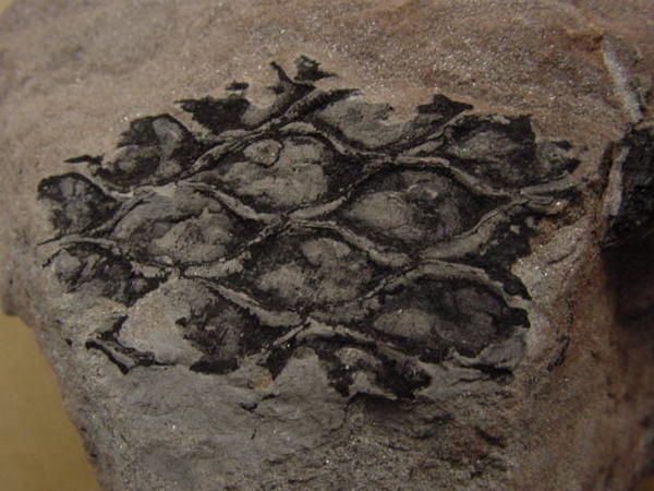 <p>Faune fossile de République tchèque</p>
<p>Une sélection, parmi notre collection, des pièces tchèques les plus intéressantes.</p>
<p>Bonne visite !</p>
<p>Phil « Fossil »</p>
