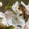 Au coeur de la pollinisation