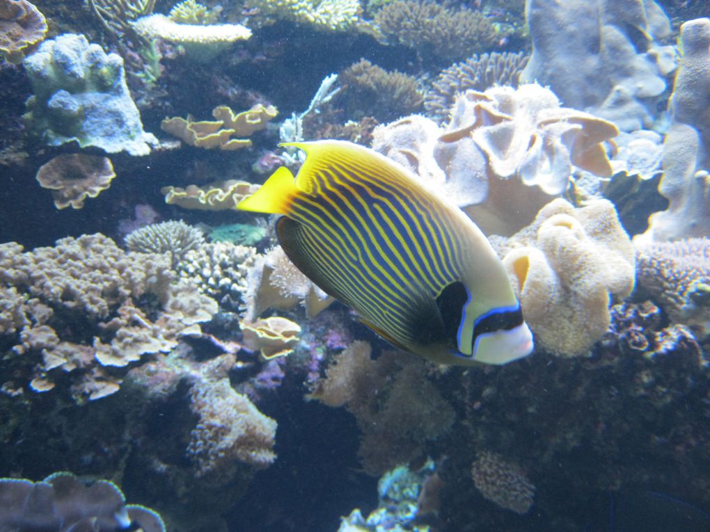 Album - Aquarium-du-lagon-NC