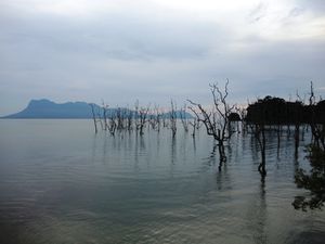 L'eau est bien montée. C'est là que les petits macaques étaient ce matin