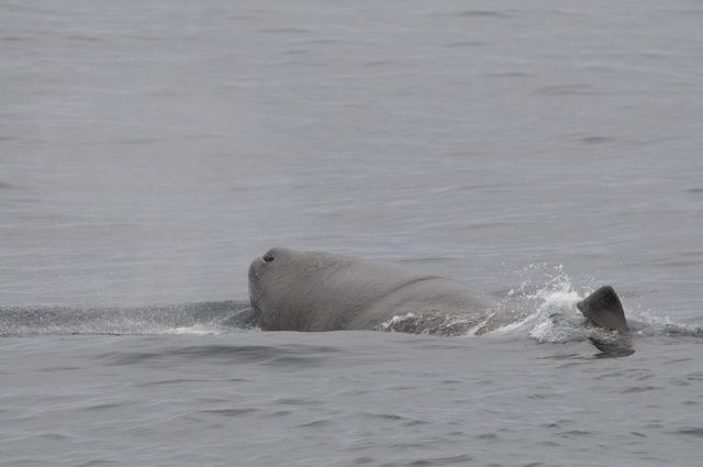 Les baleines, vues à la fin, sont très rares à cette époque de l'année, ce sont des baleines à bosse,Vive le temps gris je ne suis pas comme Etienne, féru en baleines!! cadeau de retour, ces beaux phoques qui se la coulent douce