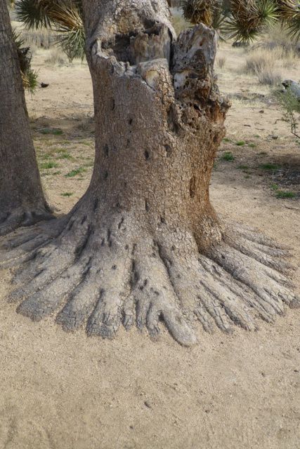 Anza Borrego