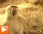 l'evasion du singe Sierra Mist + le gorille batteur + chien & maître