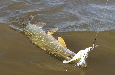 Surprises en pêchant le broc