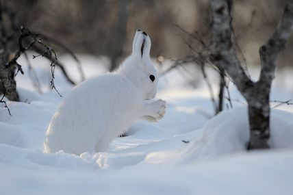 Un lièvre blanc