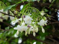 Fleurs du jour (23-25) - J'ai descendu dans mon jardin... (22)