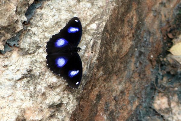 Album - Nos-amis-les-insectes