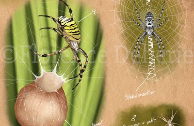 Illustration naturaliste : Epeire frelon (Argiope bruennichi)