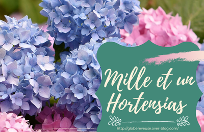 Mille et un hortensias 