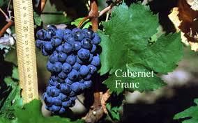 #Cabernet Franc Producers San Francisco Bay California Vineyards p2