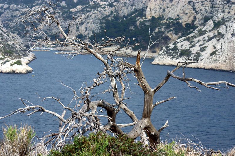 <span style="FONT-WEIGHT: bold">Les calanques marseillaises</span> (Sormiou, Morgiou et Méjean) au printemps.