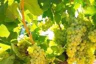 #Chardonnay Producers New York Vineyards page 9