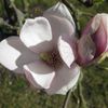 Pour vous mes amis(es) cette jolie fleur de magnolia de mon jardin avec toute mon amitié