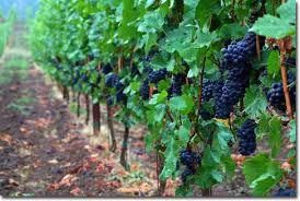Red Blend Wine Producers Port Phillip Bay Vineyards Australia