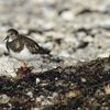 Ruddy turnstones...