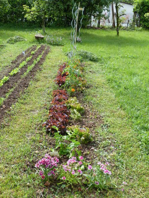 mon potager... suite