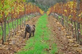 Vineyard in South Africa