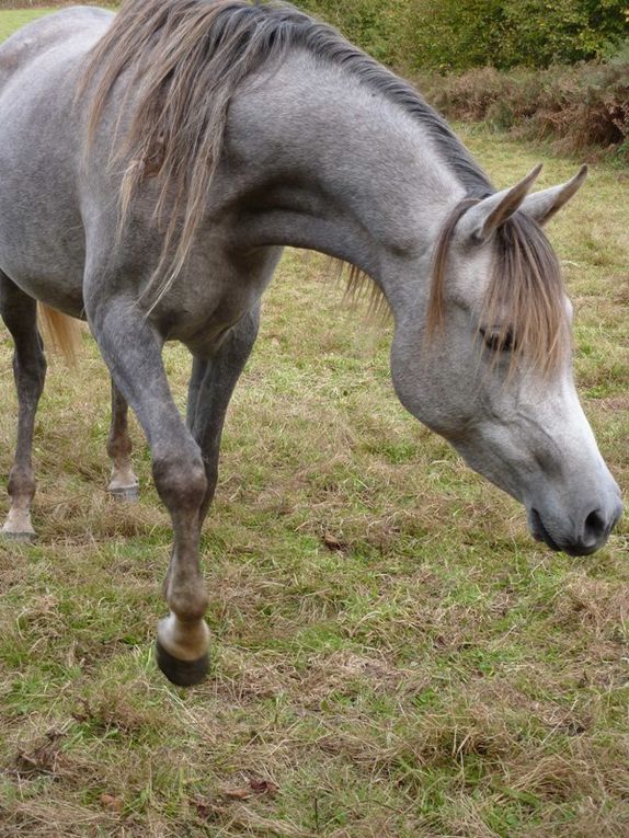 Album - poulains d'Europe's Padron - Europe's Padron foals 