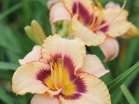 'Jardins du Botrain', 'Keriel's spotted vanilla' et 'Keriel's amber cloud'.