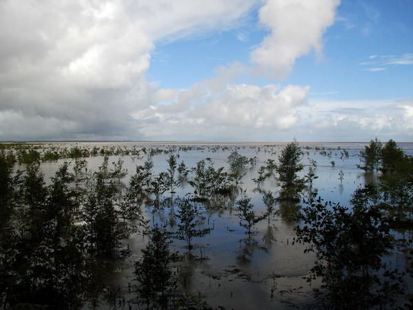 Faune, flore et paysage de Guyane