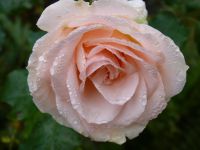 Mme Isaac peirere  -Aloha  -  Abraham darby 