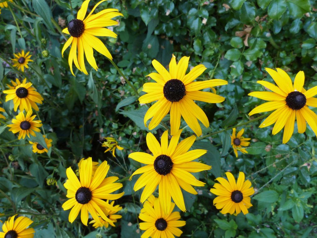 les fleurs de l'été