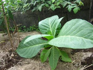 Tabac (bon insecticide naturel) / moutarde a droite en train de fleurir