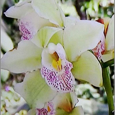 Fleurs - orchidées