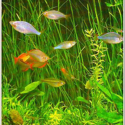 Poissons aquarium