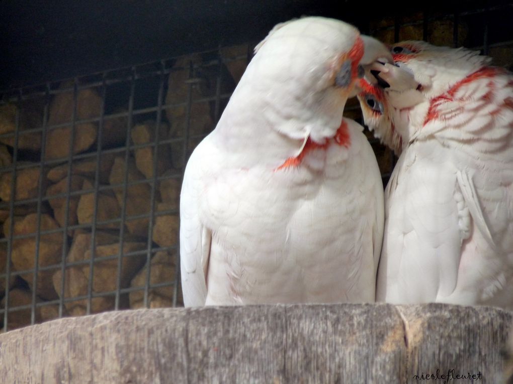 près de Lyon, une magnifique réserve d'oiseaux des 5 continents