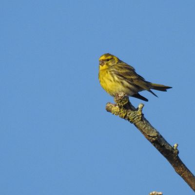 Les serins cinis chantent en cette fin de printemps dans le village de Malras