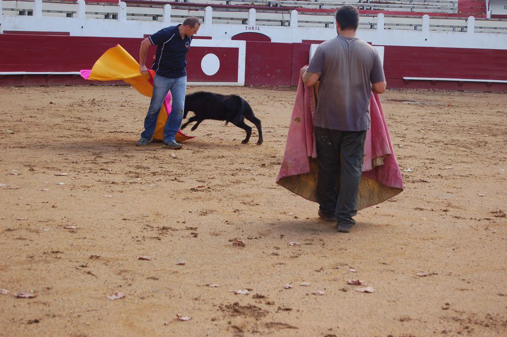 En ce Samedi 05 Octobre nous avons pu profiter de 2 veaux neufs qui ont très bien servi 2 fois chacun.
Très belle fin d'après-midi taurine et practica dans une très bonne ambiance.
Le repas du soir à la Bodéga fut excellent et l'ambiance dans l