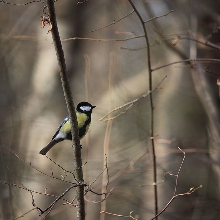 Album - Faune-Oiseau-7