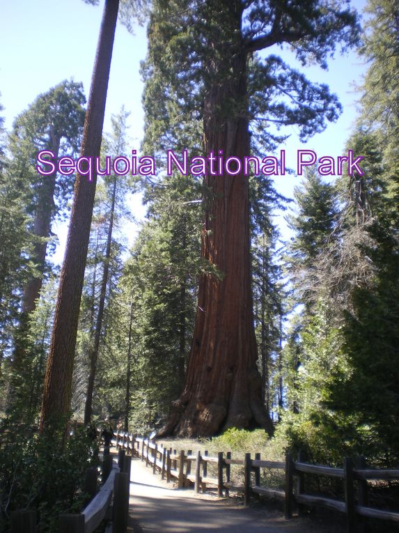 un séquoia mesurant 83 mètres de hauteur :  (1487 mètres cubes en 2002). Le nombre de séquoias géants que l'on trouve dans ce parc est aussi impressionnant que leurs tailles.