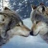 Les loups